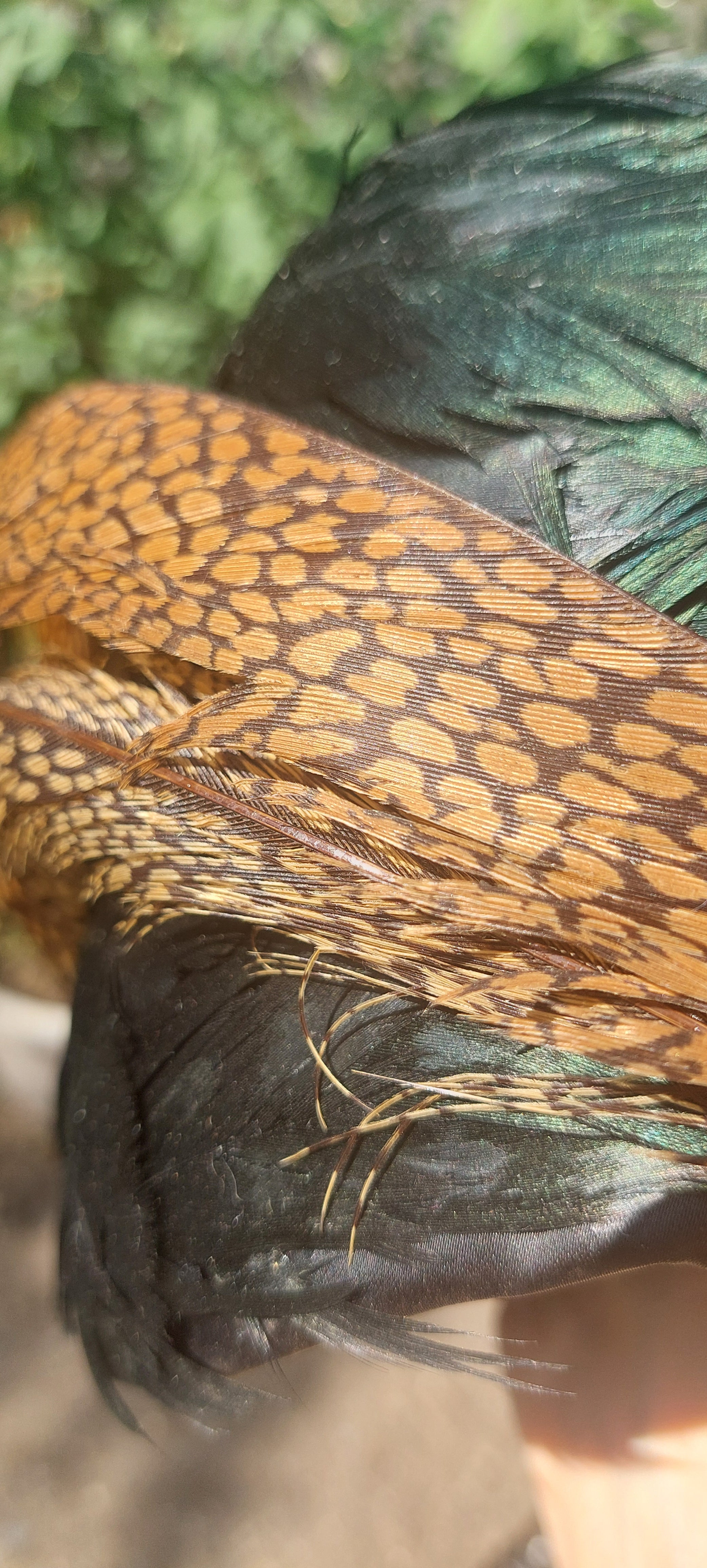 Vintage 1940s Authentic Pheasant Bird Green Iridescent Feather Fitted Style Hat